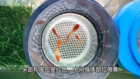 孔雀魚全紅和鴻運當頭的區別|孔雀魚中的“全紅”與“鴻運當頭”