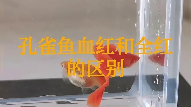 孔雀魚全紅和鴻運當頭的區別|孔雀魚中的“全紅”與“鴻運當頭”