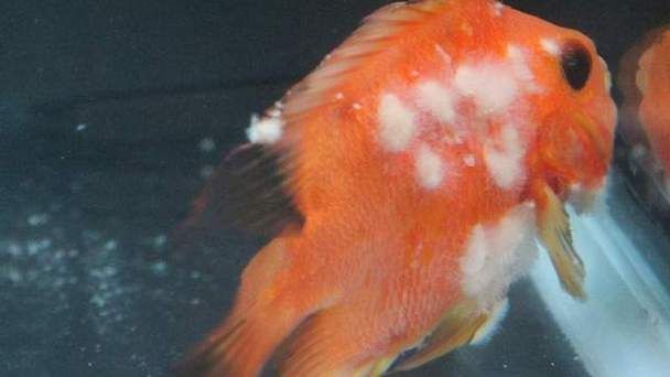 有沒有龍魚黑霉病的圖片示例？，關(guān)于龍魚黑霉病的圖文說明
