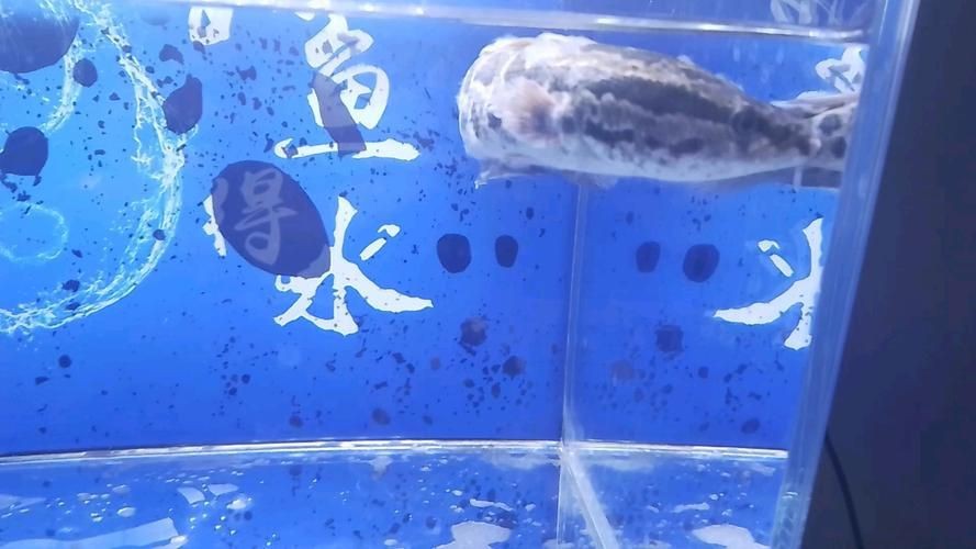 有沒有龍魚黑霉病的圖片示例？，關(guān)于龍魚黑霉病的圖文說明