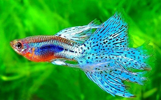 孔雀魚全紅和鴻運當頭的區別|孔雀魚中的“全紅”與“鴻運當頭”