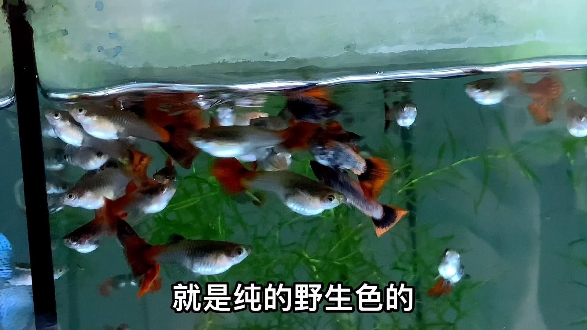 孔雀魚全紅和鴻運當頭的區別|孔雀魚中的“全紅”與“鴻運當頭”