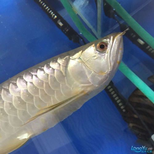 有沒有龍魚黑霉病的圖片示例？，關(guān)于龍魚黑霉病的圖文說明