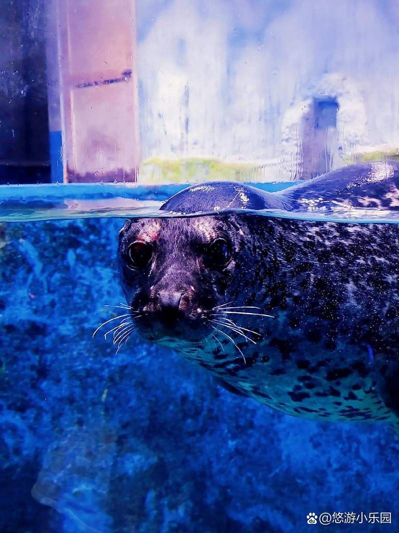 許昌縣水族店|許昌縣有哪些水族店？