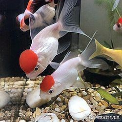 招財龍魚是冷水魚嗎【招財龍魚是熱帶魚還是冷水魚】