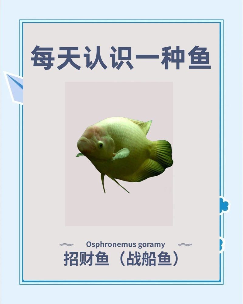 招財龍魚是冷水魚嗎【招財龍魚是熱帶魚還是冷水魚】