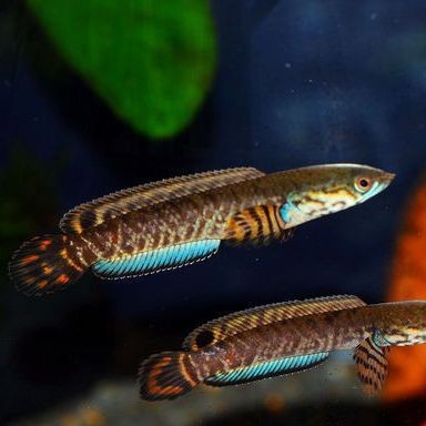 雷龍魚圖片|雷龍怎么養才能成功