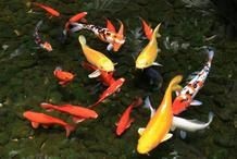 錦鯉懷孕幾個月生小魚|《錦鯉懷孕幾個月生小魚》