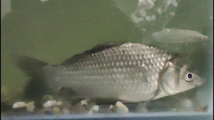 馬頭魚和馬面魚一樣嗎有什么區別