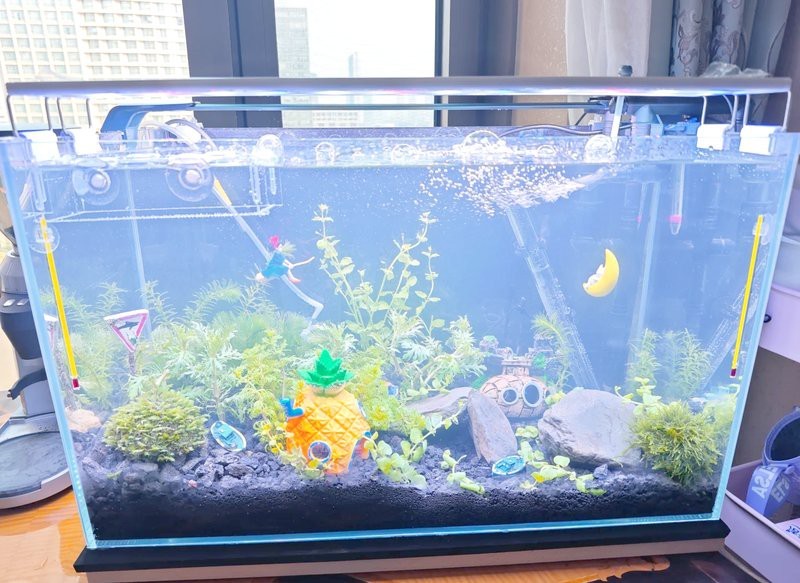 貢山水族店|云南怒江傈僳族自治州貢山水族店貢山水族店