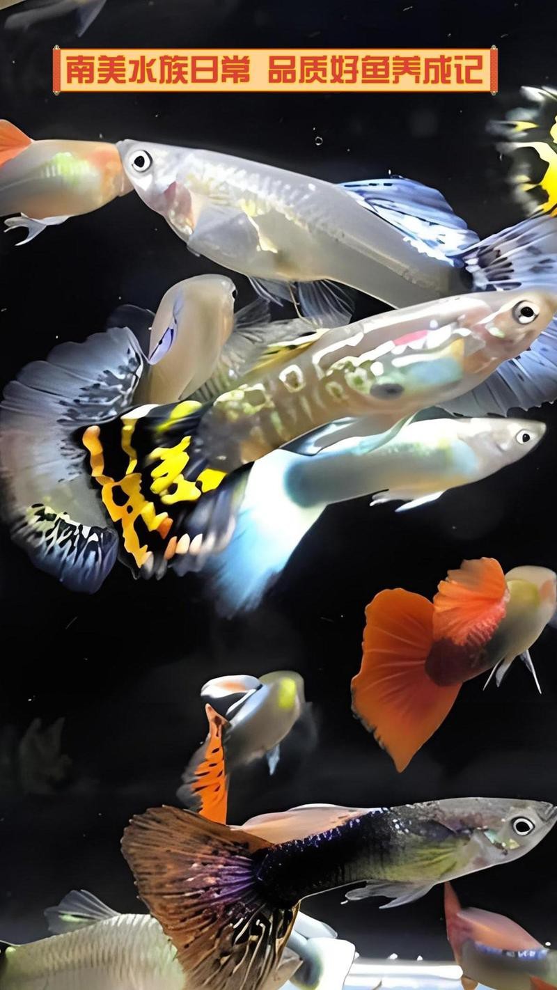 貢山水族店|云南怒江傈僳族自治州貢山水族店貢山水族店