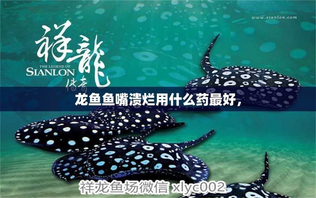 魚病的10種癥狀圖片，識別與防治指南，魚病10大癥狀圖解，快速識別與防治全攻略