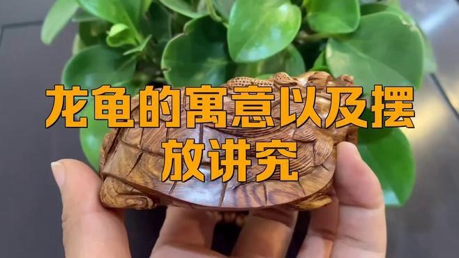龍龜擺放后多久見效？|風水文化中龍龜的神奇功效及其擺放禁忌詳解知識拾荒者