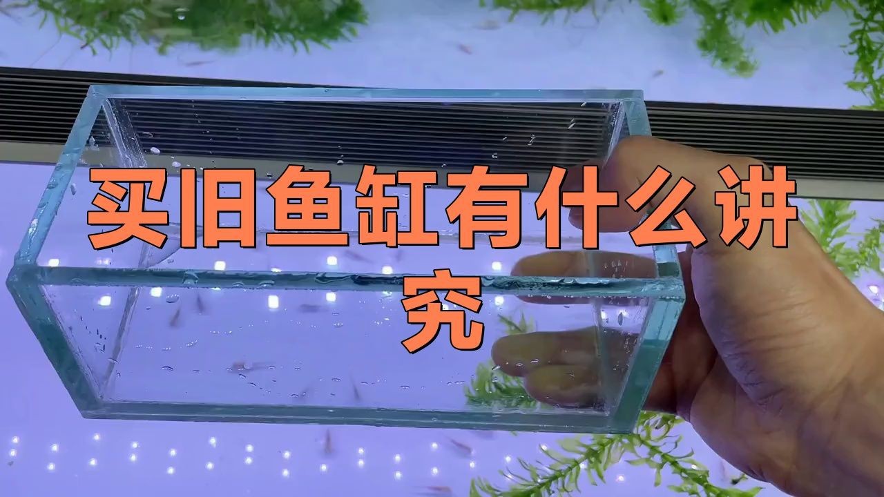 買二手魚缸有忌諱嗎|別人用過的魚缸可以拿來用嗎