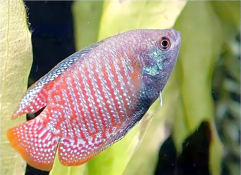 麗麗魚是兇魚還是吉魚|麗麗魚為何成了魚缸中的“小眾明星”x大讓