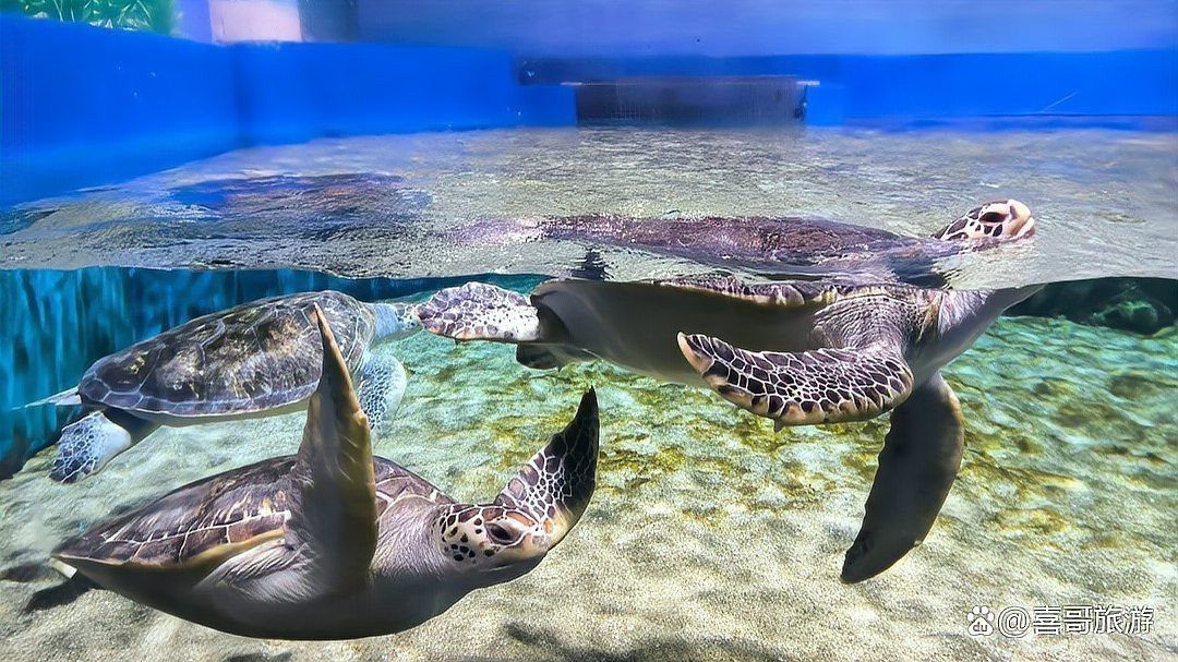 濱州水族店|濱州地區的水族店以豐富的觀賞魚資源和專業服務為特色