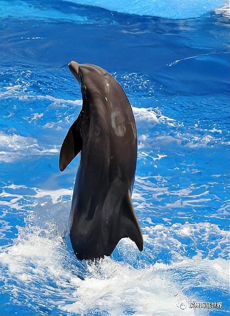 濱州水族店|濱州地區的水族店以豐富的觀賞魚資源和專業服務為特色