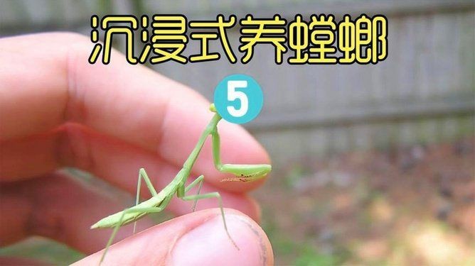 坤桑沉浸式養(yǎng)昆蟲|“坤桑沉浸式養(yǎng)昆蟲”展現(xiàn)了一種新穎且富有樂趣的自然觀察體驗(yàn)