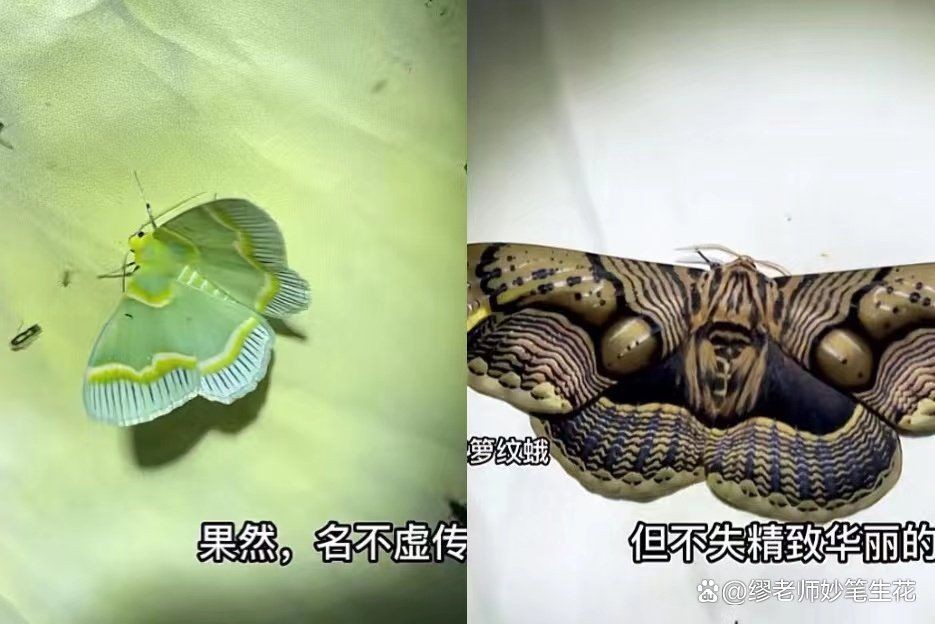 坤桑沉浸式養(yǎng)昆蟲|“坤桑沉浸式養(yǎng)昆蟲”展現(xiàn)了一種新穎且富有樂趣的自然觀察體驗(yàn)