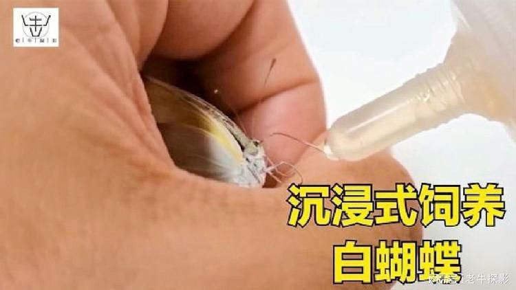 坤桑沉浸式養(yǎng)昆蟲|“坤桑沉浸式養(yǎng)昆蟲”展現(xiàn)了一種新穎且富有樂趣的自然觀察體驗(yàn)