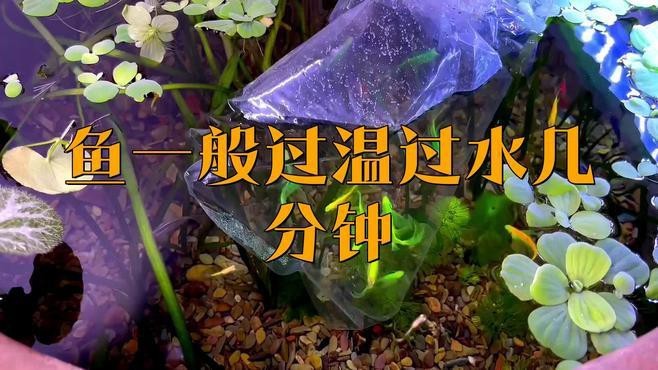 龍魚換缸后多久過溫過水？|龍魚換缸后如何過溫過水