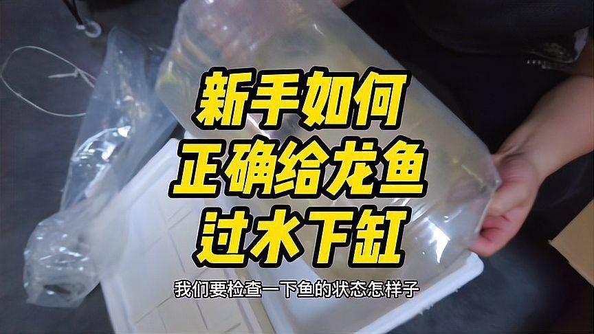 龍魚換缸后多久過溫過水？|龍魚換缸后如何過溫過水
