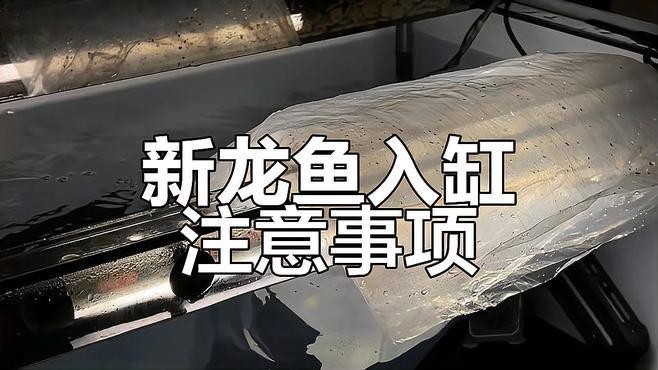 龍魚換缸后多久過溫過水？|龍魚換缸后如何過溫過水