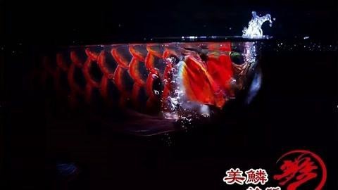 龍魚換缸后多久過溫過水？|龍魚換缸后如何過溫過水