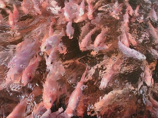 十大公認最好用的魚缸，為你的水族寵物打造完美家園，十大最佳魚缸推薦，為水族寵物打造理想家園