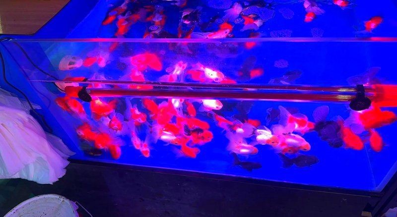 濟(jì)南魚缸批發(fā)市場|山東魚缸批發(fā)市場大揭秘