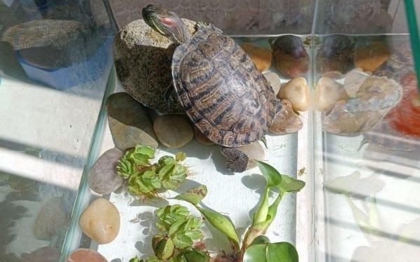 金龍魚寄生蟲感染會(huì)自愈嗎？|家里養(yǎng)龜好不好家里養(yǎng)龜好不好家里養(yǎng)龜好不好