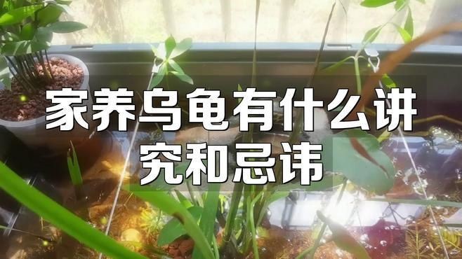 金龍魚寄生蟲感染會(huì)自愈嗎？|家里養(yǎng)龜好不好家里養(yǎng)龜好不好家里養(yǎng)龜好不好