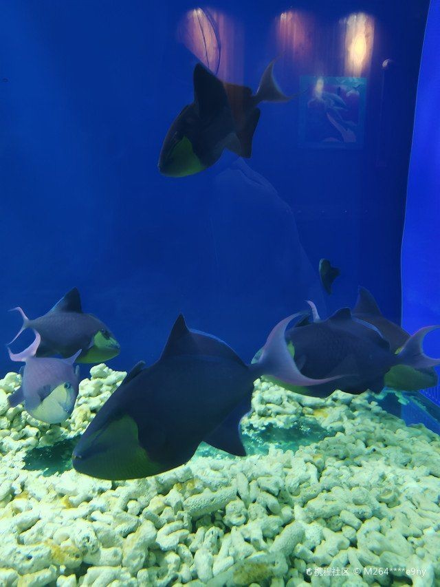 唐山水族館，唐山水族館游記