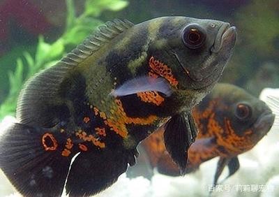 銀龍魚一個眼睛突出正常嗎(銀龍魚一個眼睛大一個眼睛小)
