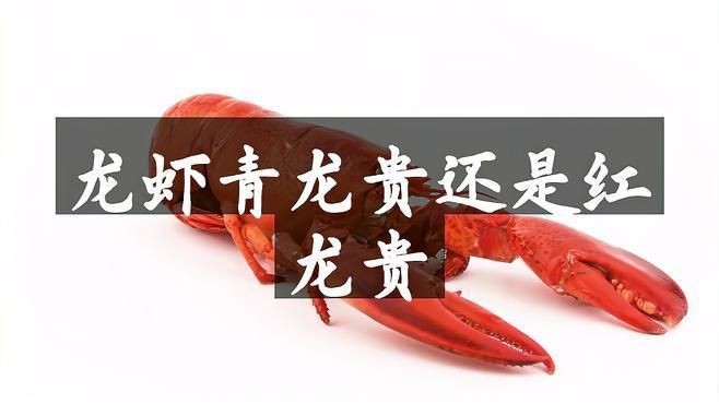 紅龍和青龍的區別|紅龍和青龍的區別在高端市場上，紅龍蝦的區別是什么