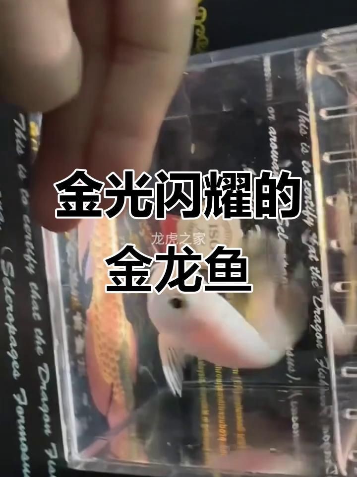 金龍魚苗什么樣|金龍魚幼苗成長記，熱帶魚的魅力之旅