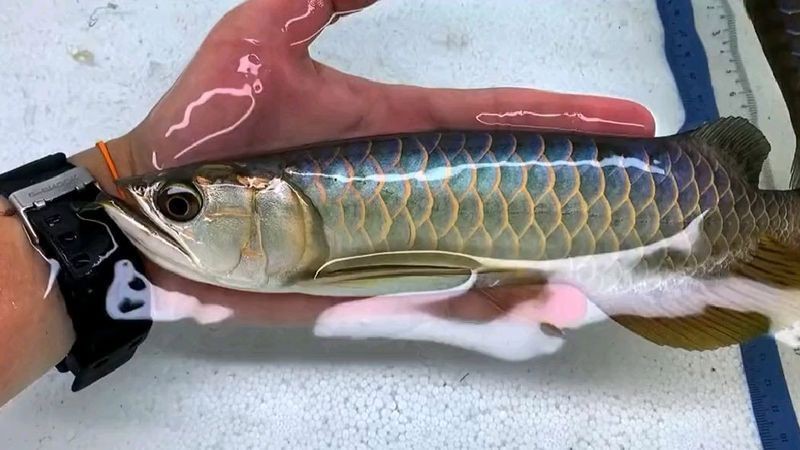 金龍魚苗什么樣|金龍魚幼苗成長記，熱帶魚的魅力之旅