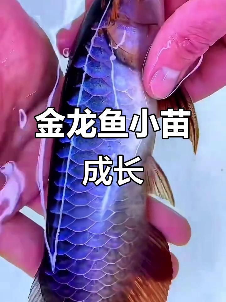 金龍魚苗什么樣|金龍魚幼苗成長記，熱帶魚的魅力之旅