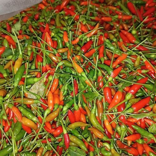 紅綠辣椒圖片|18種辣椒，刷新你的認知