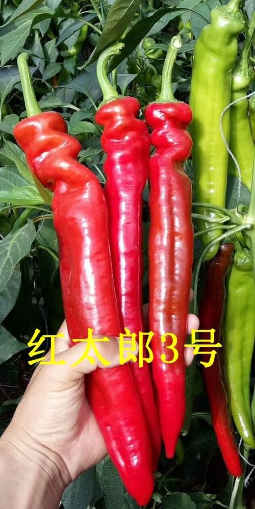 紅綠辣椒圖片|18種辣椒，刷新你的認知