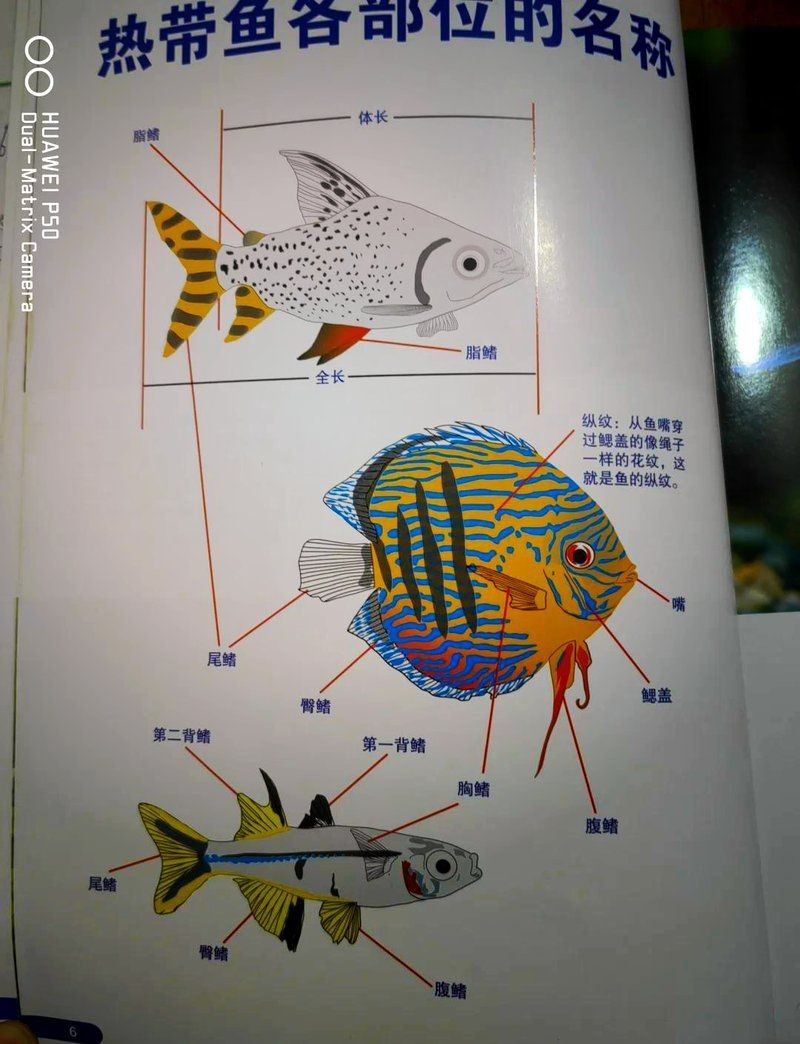 馬印水族魚缸的正確使用方法|馬印水族魚缸正確使用方法摘要馬印水族魚缸造景全攻略