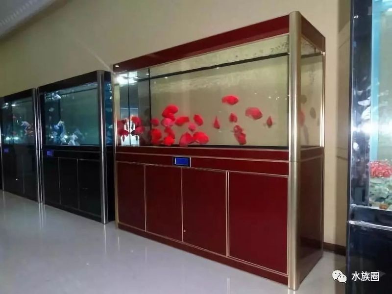 龜增色龍魚多久適應新水質？|《龜增色龍魚適應新水質時長探究》