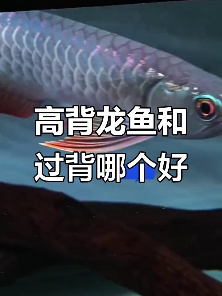過背金龍魚和高背金龍魚哪個好養|過背金龍魚與高背金龍魚哪種更好養展開探討過背金龍魚 過背金龍魚和高背金龍魚哪個好養|過背金龍魚與高背金龍魚哪種更好養展開探討過背金龍魚 龍魚論壇 第5張