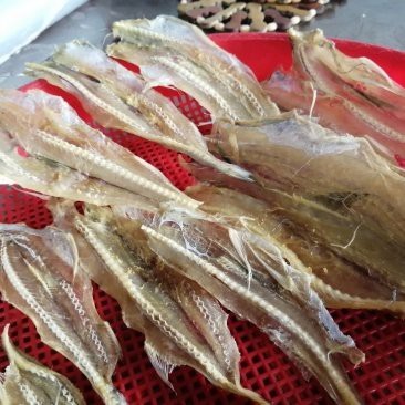 蒼南龍魚店|浙江溫州蒼南縣的龍魚店