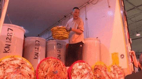 蒼南龍魚店|浙江溫州蒼南縣的龍魚店