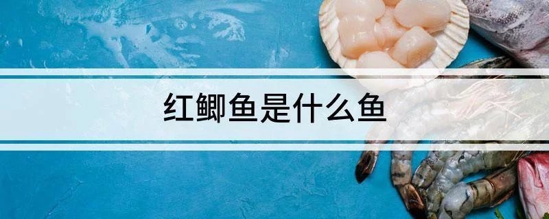 地?cái)傎u的小紅魚是什么魚|地?cái)偵腺u的“小紅魚”并非單一品種并非單一品種，而是多種小紅魚