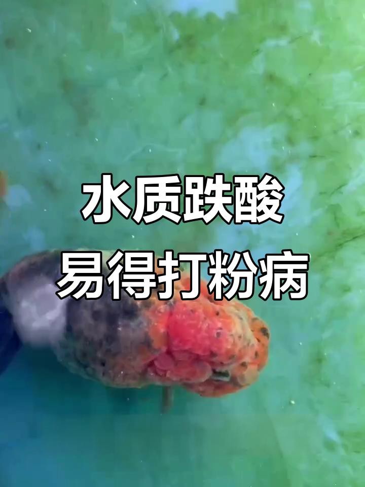 龍魚打粉病多久會死|《龍魚打粉病多久會死》
