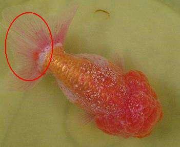 龍魚打粉病多久會死|《龍魚打粉病多久會死》