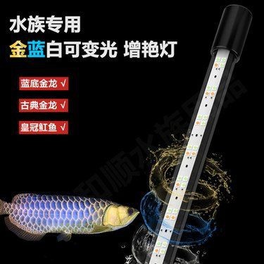 藍底過背金龍燈最怕三個地方|《藍底過背金龍燈最怕三個地方》