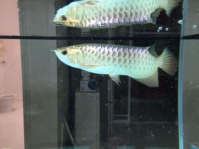 龍魚黑鱗最怕三個東西圖片|“龍魚黑鱗最怕三個東西”的具體圖片或權威說明